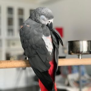 Jet_male african grey parrot for sale near me