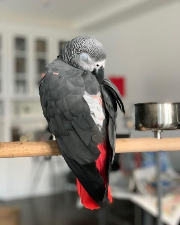 Jet_male african grey parrot for sale near me
