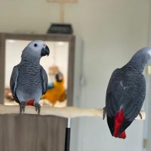 buy african grey parrot