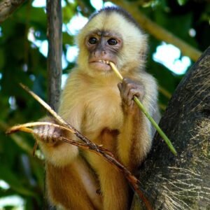 White-fronted Capuchin Monkey