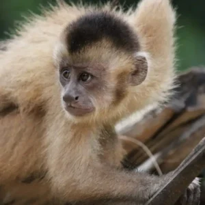 Male- Kaapori Capuchin Monkey