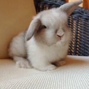bunnies for sale