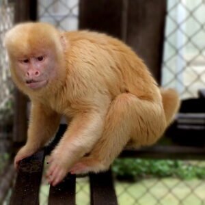 Blond Capuchin Monkey