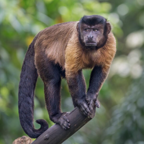 Cebus – Tufted Capuchin Monkey