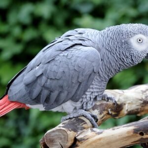 Coco african grey parrot for sale