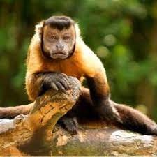 Nickel- Female Brown Weeper Capuchin Monkey
